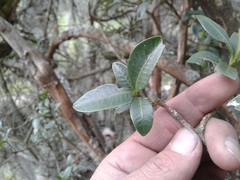 Palicourea boqueronensis