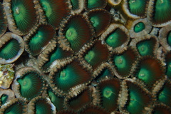 Palythoa