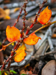 Muehlenbeckia adpressa
