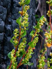 Muehlenbeckia adpressa