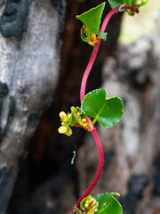Muehlenbeckia adpressa