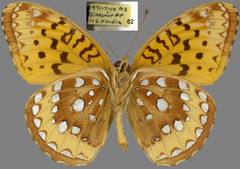 Speyeria cybele pseudocarpenteri