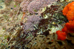 Amphiroa