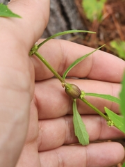 Neolasioptera lycopi