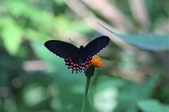 Parides photinus