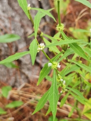 Neolasioptera lycopi
