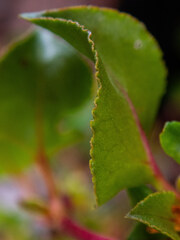 Muehlenbeckia adpressa