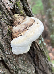 Fomitopsis