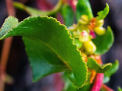 Muehlenbeckia adpressa