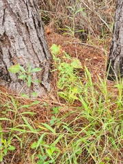 Neolasioptera lycopi