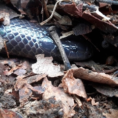 Amblyodipsas polylepis