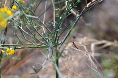 Coronilla juncea