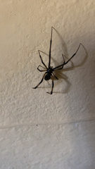 Kukulcania hibernalis