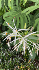 Hymenocallis littoralis
