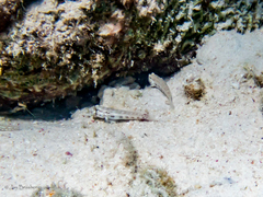 Gnatholepis thompsoni