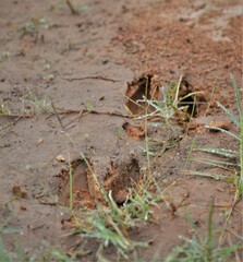 Sus scrofa domesticus