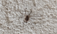 Opilio saxatilis