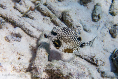 Lactophrys triqueter