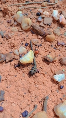 Latrodectus curacaviensis