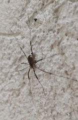 Opilio saxatilis