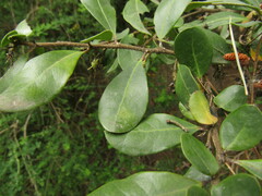 Azara integrifolia
