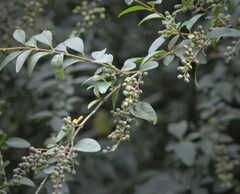 Ligustrum sinense