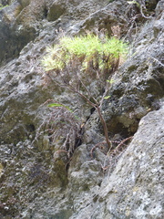 Erigeron fernandezianus