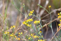 Coronilla juncea