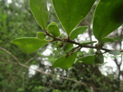Azara integrifolia