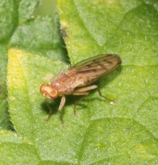 Opomyza florum