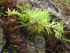 Erigeron fernandezianus