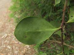 Azara integrifolia