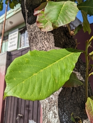 Terminalia catappa