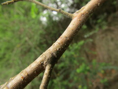 Azara integrifolia
