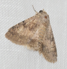 Pandesma robusta