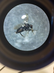 Phorinae