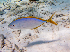 Caranx bartholomaei