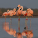 Chilean Flamingo - Photo (c) Jorge Schlemmer, some rights reserved (CC BY-NC), uploaded by Jorge Schlemmer