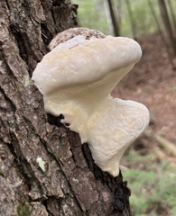 Fomitopsis