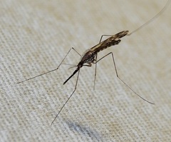 Anopheles punctipennis