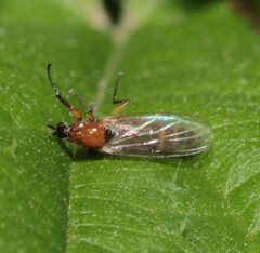 Dilophus