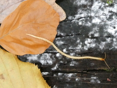 Haplophilus subterraneus