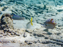 Halichoeres radiatus