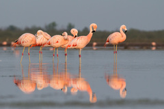 Chilean Flamingo photo 2