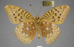 Speyeria cybele pseudocarpenteri