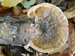 Trametes ochracea