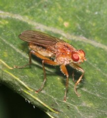 Norellisoma spinimanum