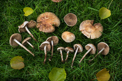 Hebeloma sacchariolens