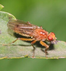 Norellisoma spinimanum