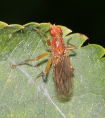 Norellisoma spinimanum